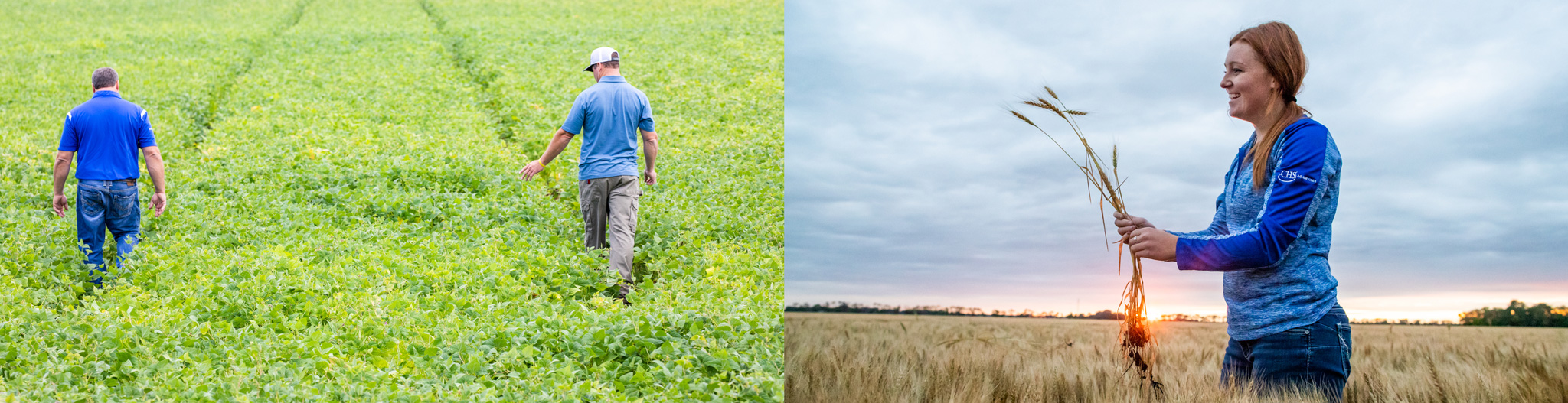 Side-by-side of two men walking through a young soybean field and a woman holding wheat stalks while standing in a field