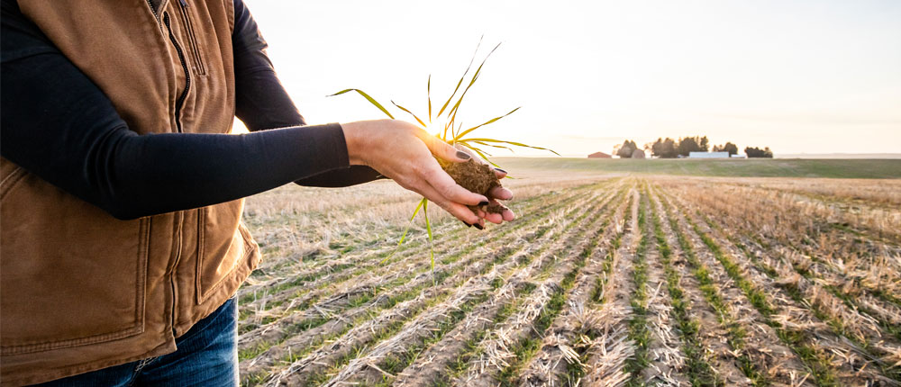 Woman holding seedling in a harvested field
