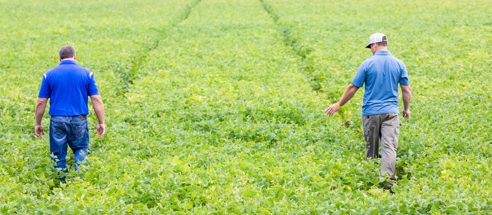 Two men walking through a young soybean field
