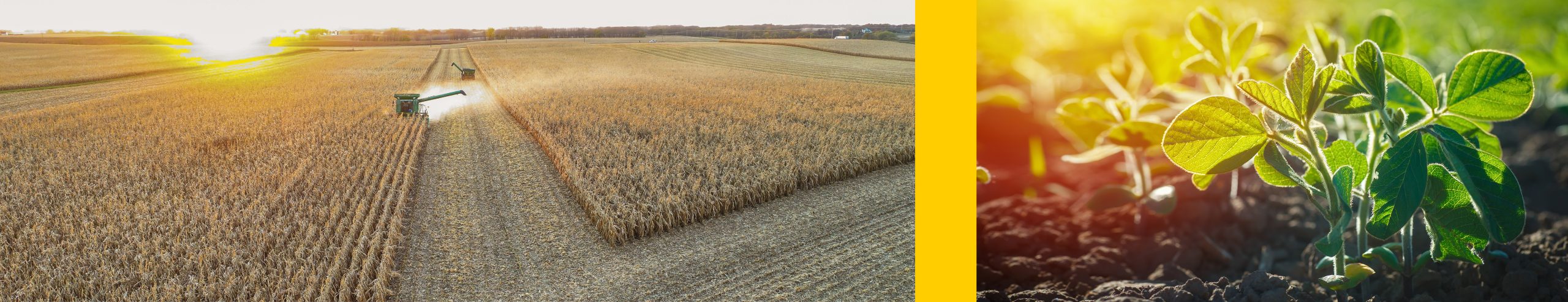 Collage of combine harvesting a field and young soybean plant